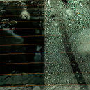 Ceramic Glasreiniger | spezieller SiO2-Nano Technologie | Abperleffekt | 500 ml | ShinyChiefs - fivestartoolshop.com